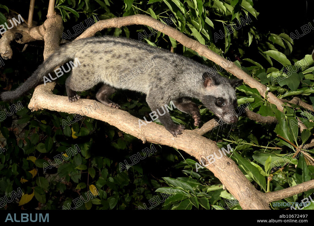 Common Palm Civet (Paradoxurus hermaphroditus) in an urban garden in Ipoh, Perak, Malaysia. IUCN=Least Concern.