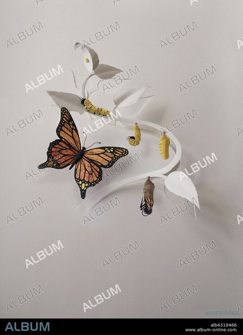 Stages of butterfly metamorphosis in paper art.