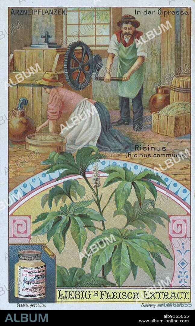 Picture series the preparation of medicinal plants, Ricinus, castor oil plant (Ricinus communis), in the oil press, digitally restored reproduction of a collective picture from ca 1900, in the public domain, exact date unknown.
