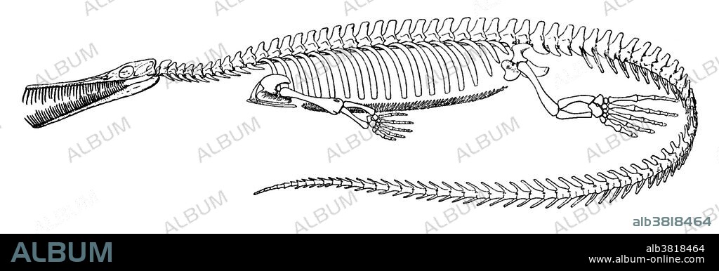 Mesosaurus (middle lizard) is an extinct genus of reptile from the Early Permian of southern Africa and South America. Mesosaurus was one of the first marine reptiles, and had many adaptations to a fully aquatic lifestyle. Shown here is an early reconstruction of the skeleton of M. brasiliensis showing many small teeth in the jaws (MacGregor, 1908).