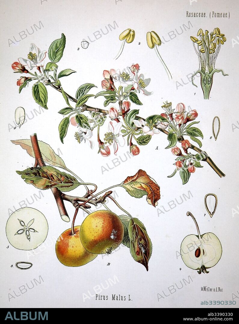 Apple tree (Malus pumila, commonly and erroneously called Malus domestica.