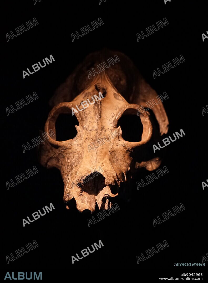 skull of a Holocene period, Palaeopropithecus maximus, one of three recently extinct genera of sloth lemur, was found on Madagascar. closely related to living lemur species found there today. There were three known species, Palaeopropithecus ingens, P. maximus, and P. kelyus. New radiocarbon dates indicate that these large sloth lemurs may have still been living around 1500 CE. It is thought that Palaeopropithecus ingens is mentioned in Malagasy legends as the tretretretre or tratratratra.