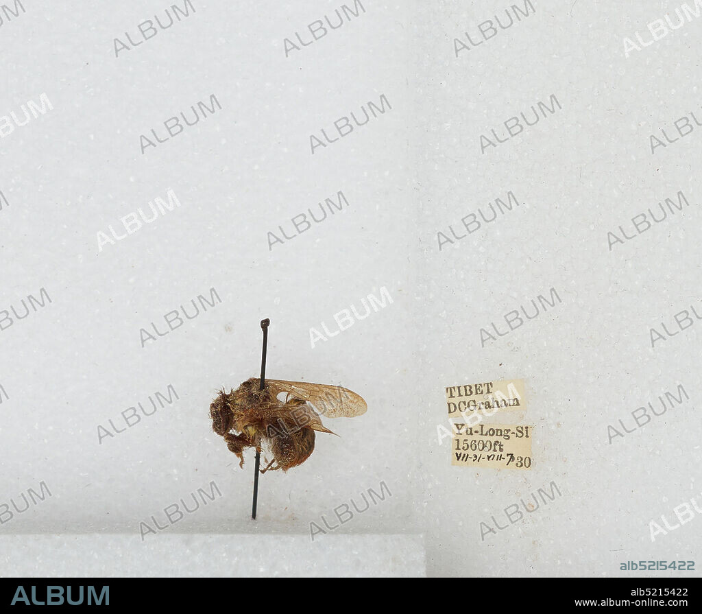 Yu-Long-Si, Tibet Autonomous Region, China, Bombus sp., Animalia, Arthropoda, Insecta, Hymenoptera, Apidae, Apinae.