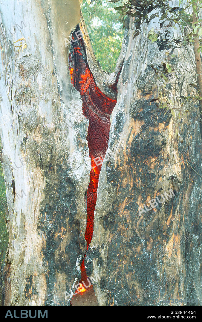 Burning heart of a living old growth Forest Red Gum tree (Eucalyptus tereticornis) during routine fire management of Australian bushland. Fire can create wildlife habitat if the tree survives and is left standing, but can be natural heritage and habitat lost if destroyed - part of the variable fire regime which needs care to avoid reducing biodiversity and natural heritage, but can promote biodiversity if managed well.