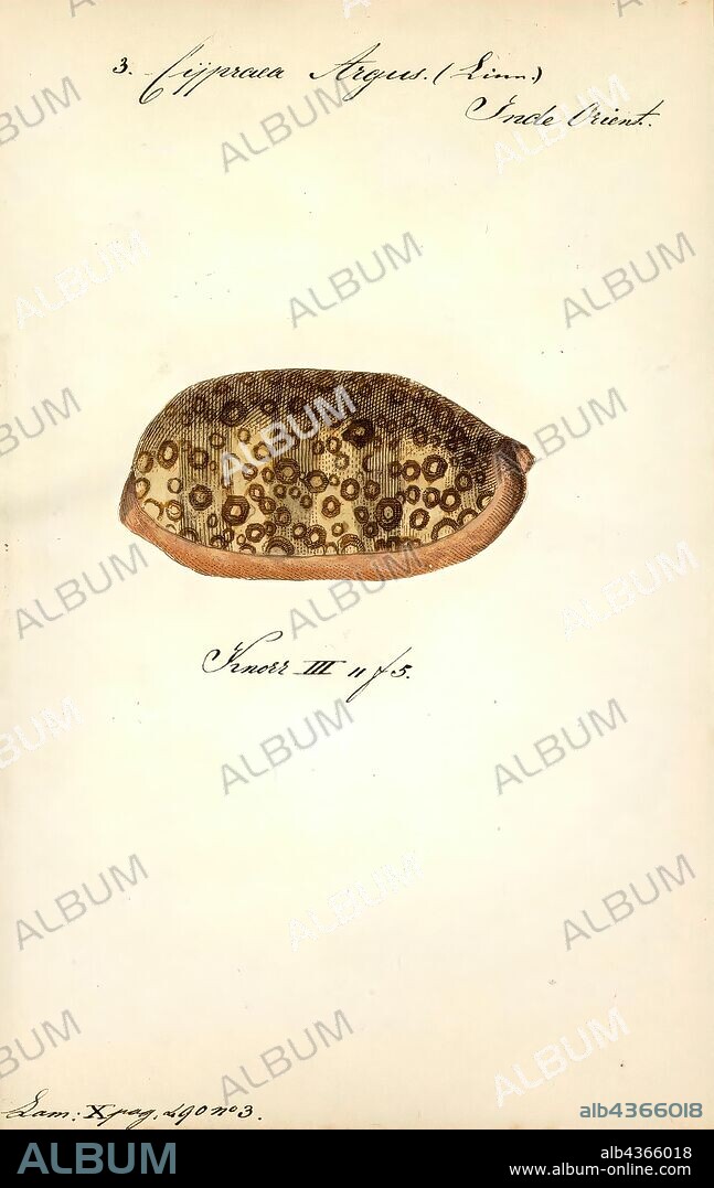 Cypraea argus, Print, Arestorides argus, commonly called the eyed cowrie, is a species of sea snail, a cowry, a marine gastropod mollusk in the family Cypraeidae, the cowries.