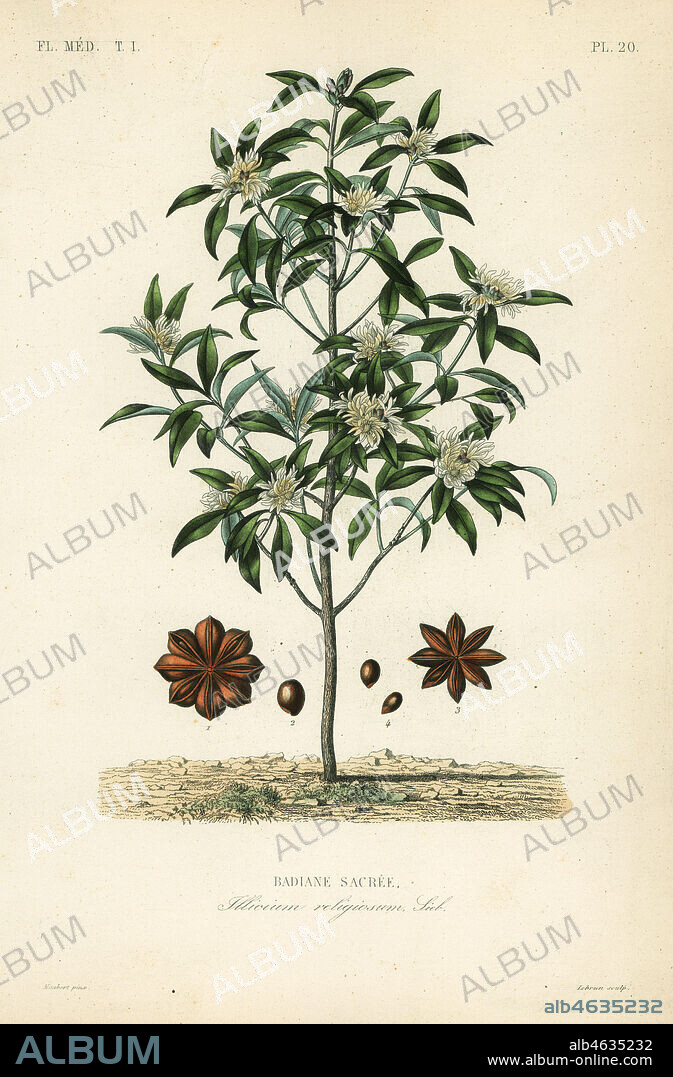 Japanese star anise, aniseed tree or sacred anise tree, Illicium anisatum, Illicium religiosum, Badiane sacree. Handcoloured steel engraving by Lebrun after a botanical illustration by Edouard Maubert from Pierre Oscar Reveil, A. Dupuis, Fr. Gerard and Francois Herincqs La Regne Vegetal: Flore Medicale, L. Guerin, Paris, 1864-1871.