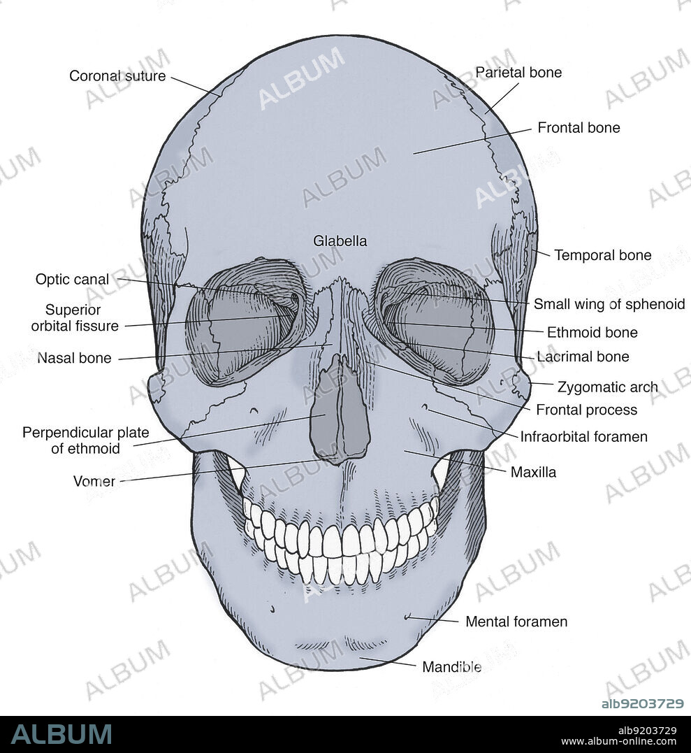 Illustration of Anterior Skull