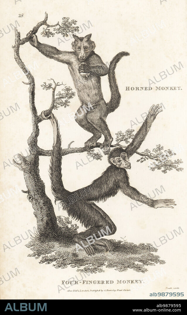 Tufted capuchin, Sapajus apella, and red-faced spider monkey, Ateles paniscus. Horned monkey, Simia fatuellus, and four-fingered monkey, Simia paniscus. After illustrations by Jacques de Seve for the Comte de Buffon and J.C.D. Schreber. Copperplate engraving by James Heath from George Shaws General Zoology: Mammalia, G. Kearsley, Fleet Street, London, 1800.