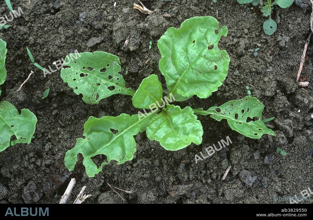 Cleone Weevil (Conorhynchus mendicus) leaf damage to sugar beet. Greece.