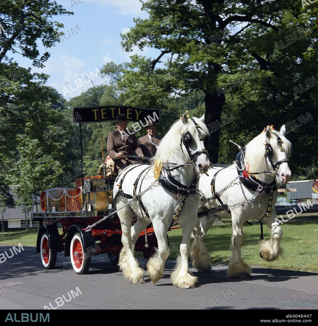 Tetley shire horses, Roundhay Park, Leeds, West Yorkshire, 1968. The world famous shire horses gave service to the company for 184 years and started their work when Joshua Tetley established his brewery in Leeds in 1822, and used the horses to pull the drays. As deliveries of the barrels started to be made by lorry, the shire horses were kept on for ceremonial and promotional purposes, but the Danish owners of Tetley's decided to retire the horses in August 2006 due to the rising cost of their upkeep. The last horses used to pull the drays were retired to the Bankside Shire Stud in Thurstonland near Holmfirth.