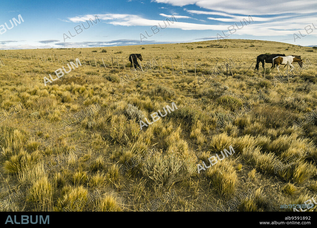 caballos junto a una pista de ripio, el Calafate, republica Argentina,Patagonia, cono sur, South America.