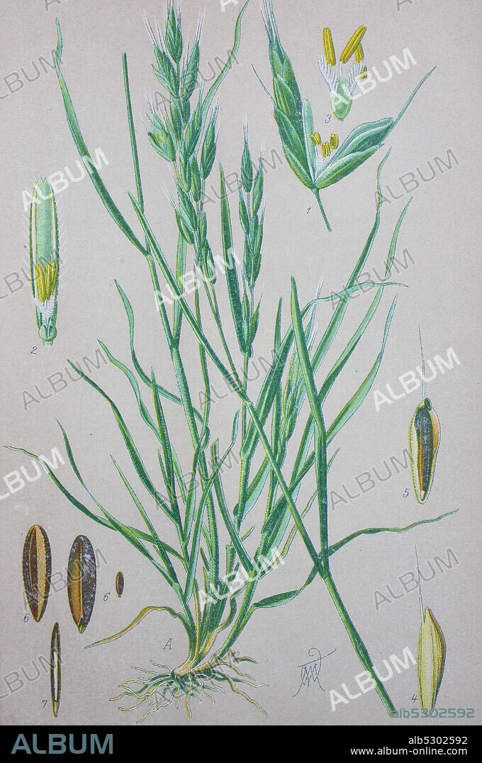 Bromus hordeaceus, soft brome, is an annual or biennial species of grass in the true grass family, Poaceae,. It is also known in North America as bull grass, soft cheat, and soft chess  /  Weiche Trespe oder Flaum-Trespe (Bromus hordeaceus), digital improved reproduction of an original from the 19th century / digitale Reproduktion einer Originalvorlage aus dem 19. Jahrhundert.