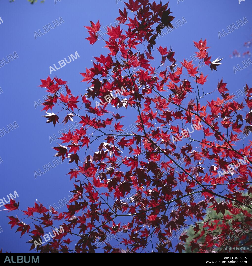 Autumn maple leaves against a blue sky, Kinkaku-ji 'Golden' Temple garden, Kyoto, Kansai, Japan, Asia.