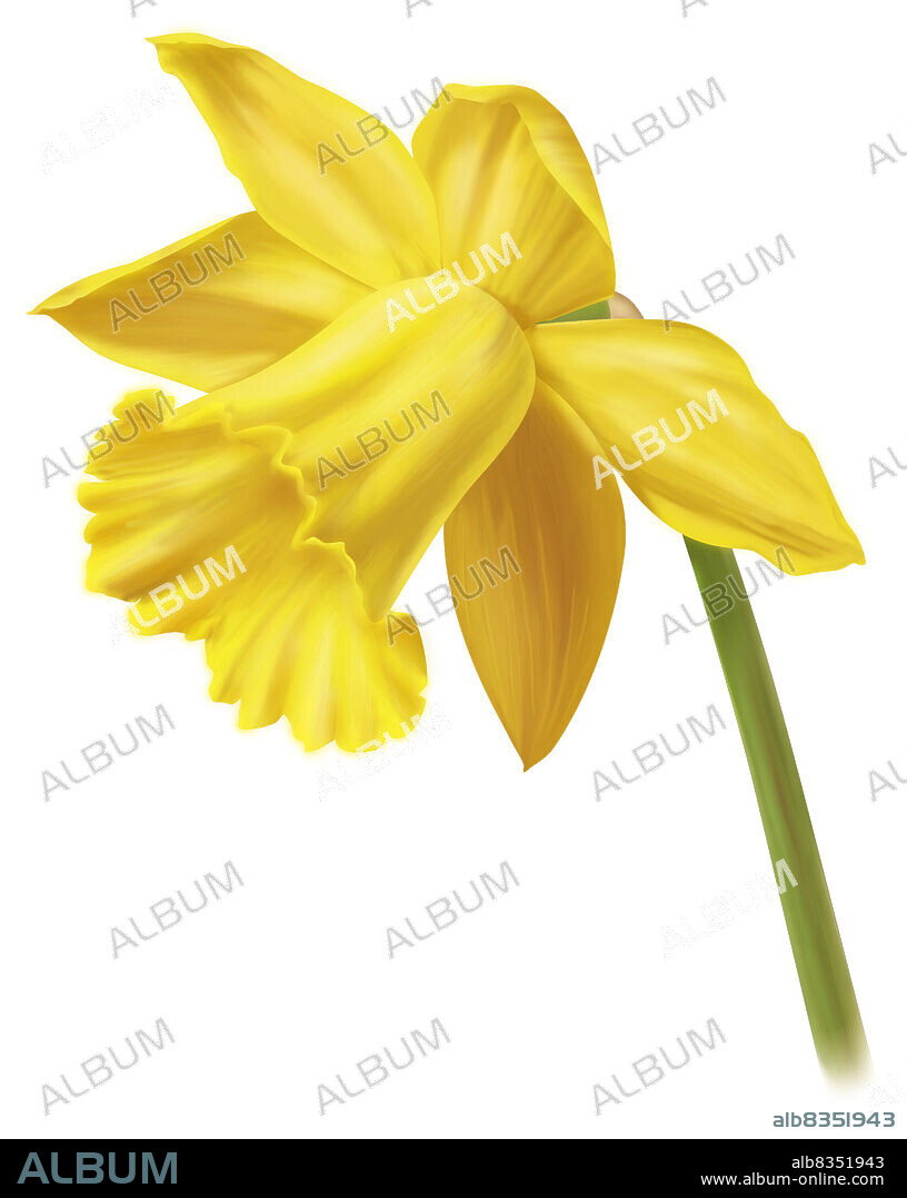 Usually bright yellow trumpet- shaped flower that blooms in the spring.