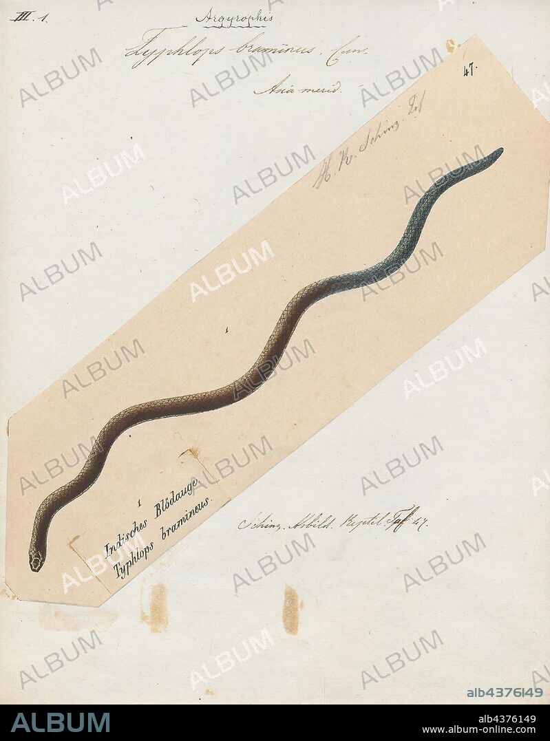 Typhlops braminus, Print, Indotyphlops braminus, commonly known as the brahminy blind snake and other names, is a nonvenomous blind snake species found mostly in Africa and Asia, but has been introduced in many other parts of the world. They are completely fossorial (i.e., burrowing) animals, with habits and appearance similar to earthworms, for which they are often mistaken, although close examination reveals tiny scales rather than the annular segments characteristic of true earthworms. The specific name is a Latinized form of the word Brahmin, which is a varna (caste) among Hindus. No subspecies are currently recognized., 1700-1880.
