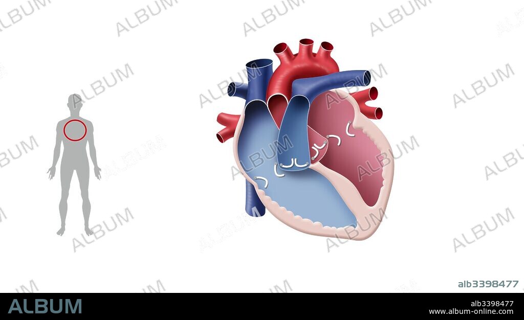 Esquema del corazón.