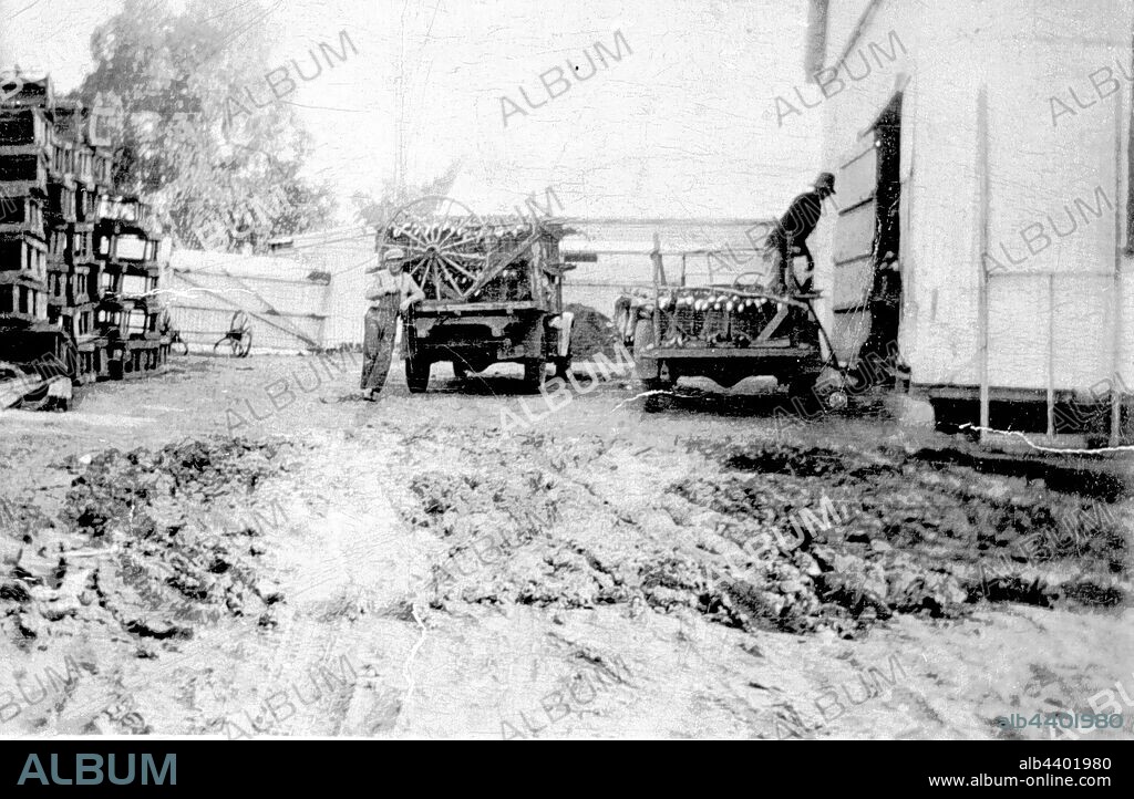 Negative - Mildura, Victoria, circa 1930, Two men taking rabbits from the back of a truck into the chiller. There is a large wagon wheel on the back of the truck.