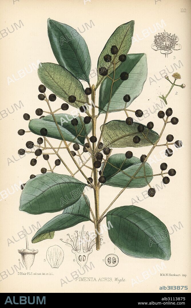 West Indian bay tree, Pimenta racemosa (Wild clove or bayberry, Pimenta acris). Handcoloured lithograph by Hanhart after a botanical illustration by David Blair from Robert Bentley and Henry Trimen's Medicinal Plants, London, 1880.