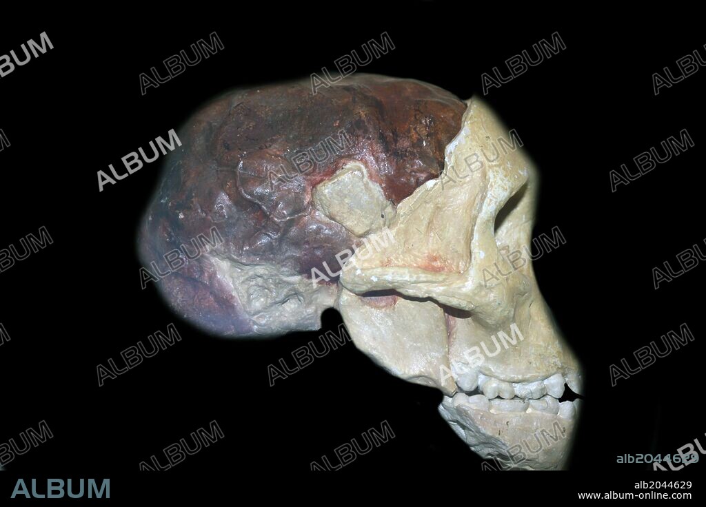 Part of the skull and brain cast of a young gracile australopithecine, Australopithecinus africanus. Original in the University of the Witwatersrand, Johannesburg, South Africa.