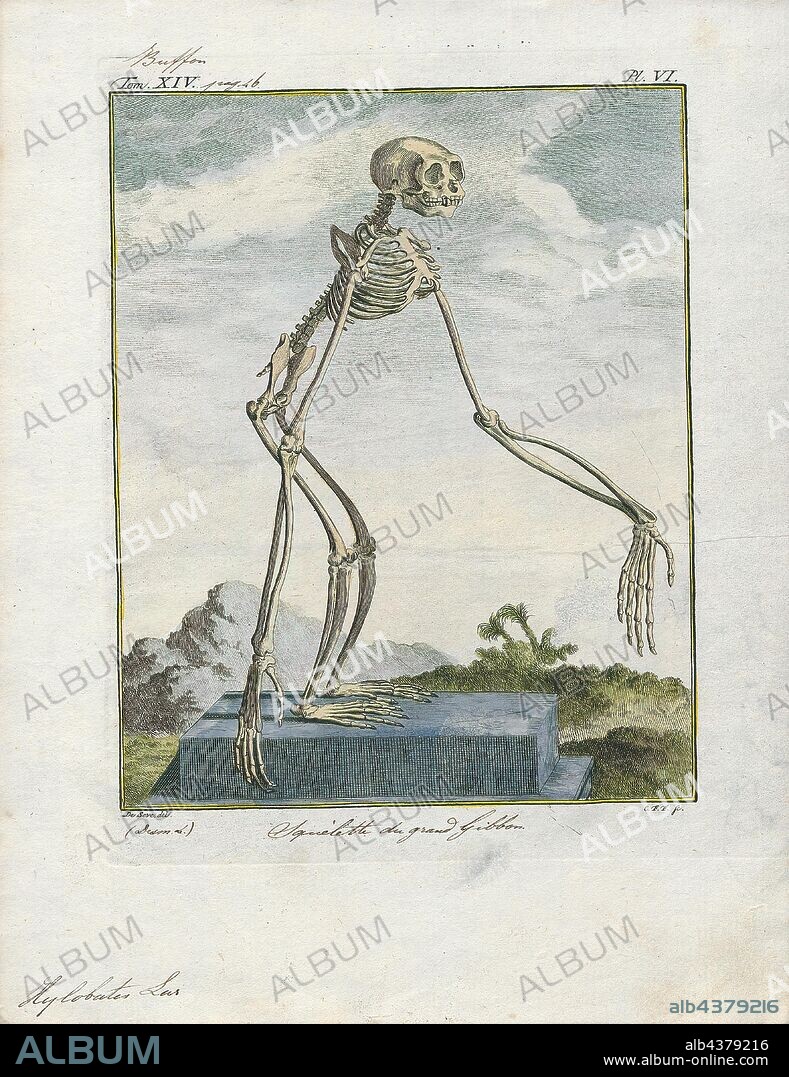 Hylobates lar, Print, The lar gibbon (Hylobates lar), also known as the white-handed gibbon, is an endangered primate in the gibbon family, Hylobatidae. It is one of the better-known gibbons and is often kept in captivity., skeleton.