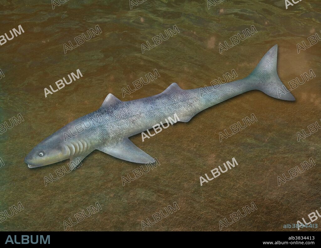 Illustration of a Cladoselache shark. This genus of prehistoric shark existed during the late Devonian period (roughly 370 million years ago). The long, streamlined body (adults measured up to 2 meters in length), and deep forked tail enabled it to swim quickly. Unlike modern sharks and most prehistoric sharks, Cladoselache lacked scales on its skin, and males lacked sexual claspers. Modern sharks use their claspers to grip onto the female during sexual intercourse. Shark skeletons are made of cartilage and do not fossilize well. The only parts that fossilize are teeth and parts of the fins.
