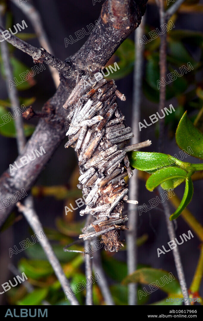 Lepidopteran cocoon, 0.9 cm long, camouflaged with tiny sticks. This cocoon was constructed by a geometrid moth caterpillar (Creosote bush caterpillar), on Creosote bush, Larrea tridentata, in Chihuahuan Desert of Big Bend National Park, Texas.