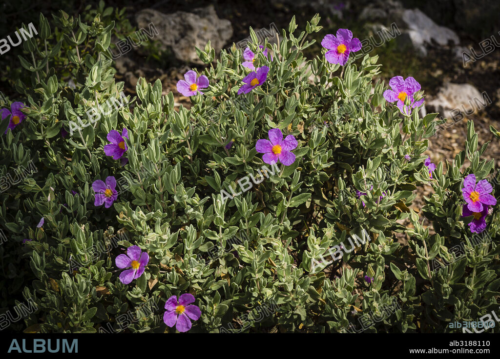 White rockrose, Cistus albidus,Puntals de Valldurgent, Sierra de Tramuntana, Palma, Mallorca, Balearic Islands, Spain.