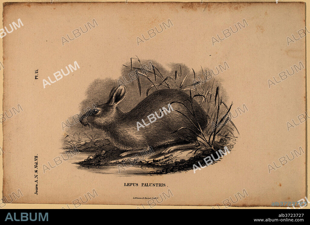 TITIAN RAMSAY PEALE. Lepus Palustris. Dated: 1836. Medium: lithograph.
