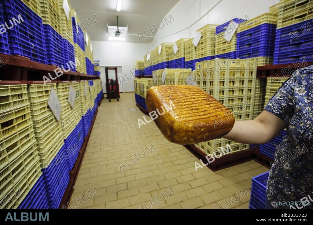 fabricacion industrial de queso - denominacion de origen Mahon- finca Alcaidus, Alaior, Menorca, Islas Baleares, españa, europa.