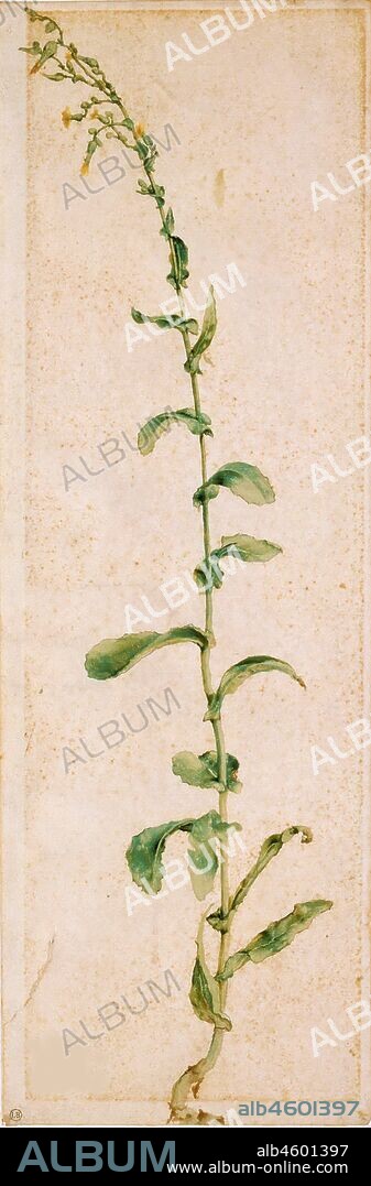 ALBERTO DURERO. A Tobacco Plant.