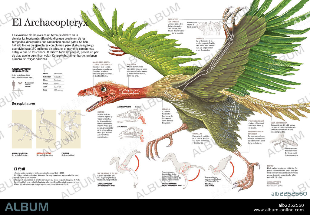 Archaeopteryx. Infografía sobre la evolución de las aves desde el Archaeopteryx, el pariente común más antiguo que data del Jurásico.