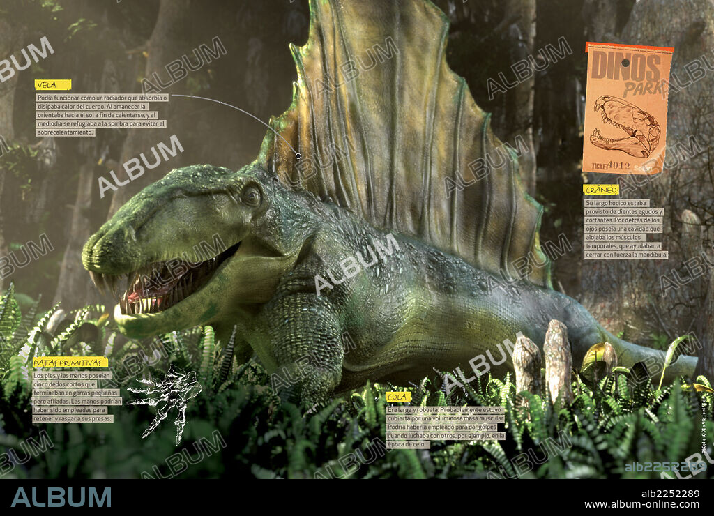 Anatomía del Dimetrodon. Infografía que describe las características anatómicas del Dimetrodon, depredador del Pérmico (era Paleozoica).
