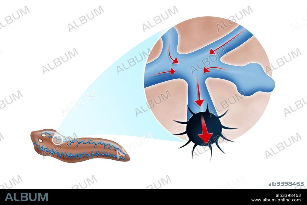 Sistema excretor de una planaria.
