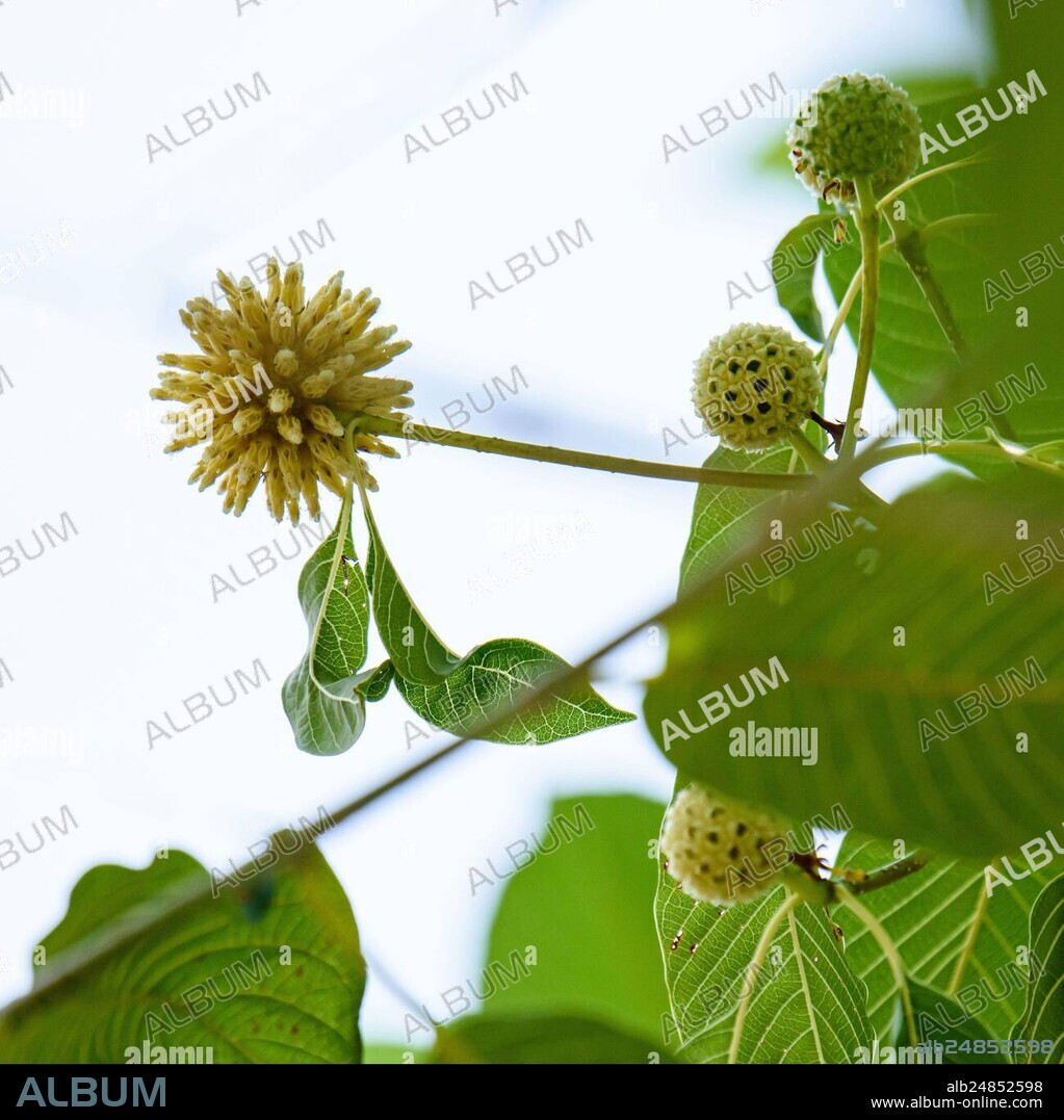Distinctive mitragyna speciosa blossom and developing buds among glossy green leaves against a bright sky background, close-up. Thailand photography,
