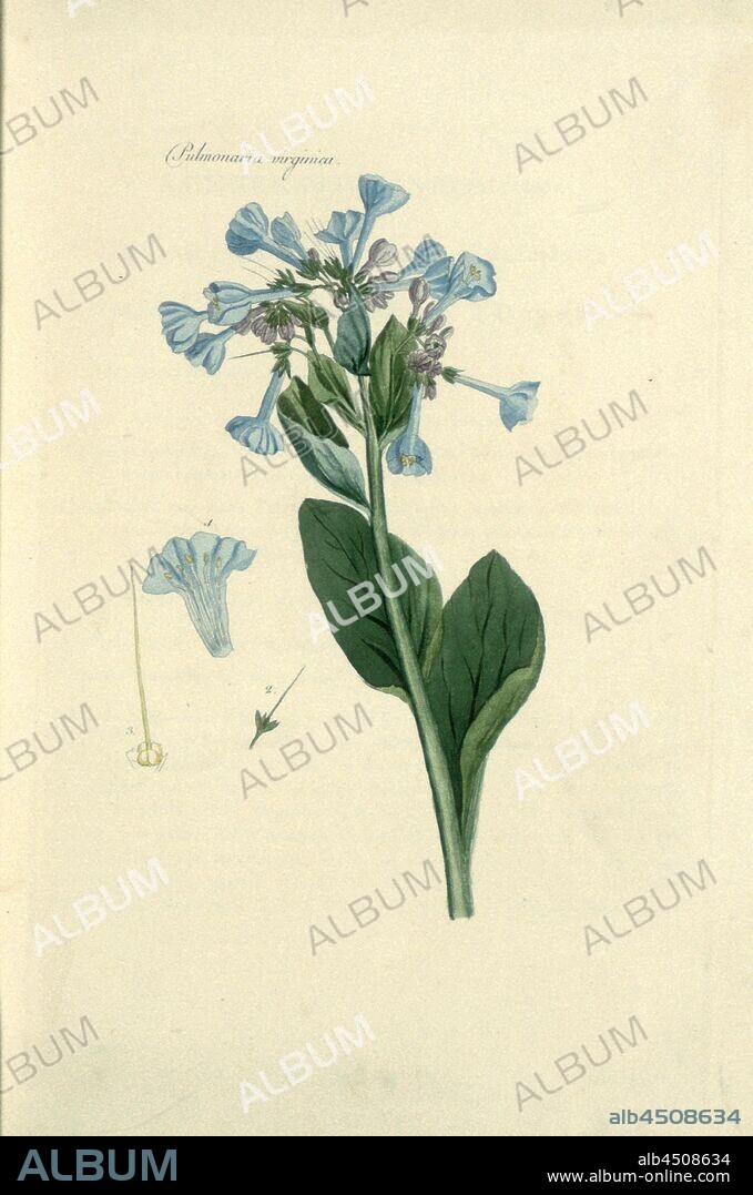 Pulmonaria virginica, Virgin lungwort, Taf. 1, according to p. 2, 1796, [Joseph Philippe de Clairville, Johann Rudolf Schellenberg]: Auswahl von Pflanzen und Gesträuchen: mit einer Anleitung zu ihrer Wartung / den Liebhabern der Pflanzenkunde und Gartenfreunden zur Bildung ihres Geschmacks gewidmet Auswahl von Pflanzen und Gesträuchen: mit einer Anleitung zu ihrer Wartung / den Liebhabern der Pflanzenkunde und Gartenfreunden zur Bildung ihres Geschmacks gewidmet = Collection choisie de plantes et arbustes: avec un abrege de leur culture: ouvrage dédié aux amateurs et propre à éclairer leur gout en ce genre. Zürich: bey Johann Heinrich Füssli, Sohn, 1796.