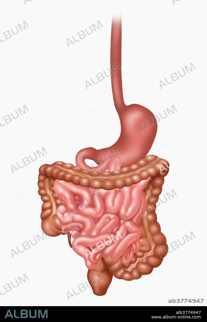 Illustration of the human digestive system.