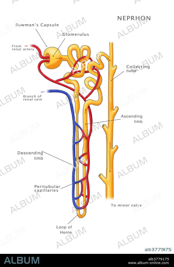 An Illustration of the Nephron of the Kidney.