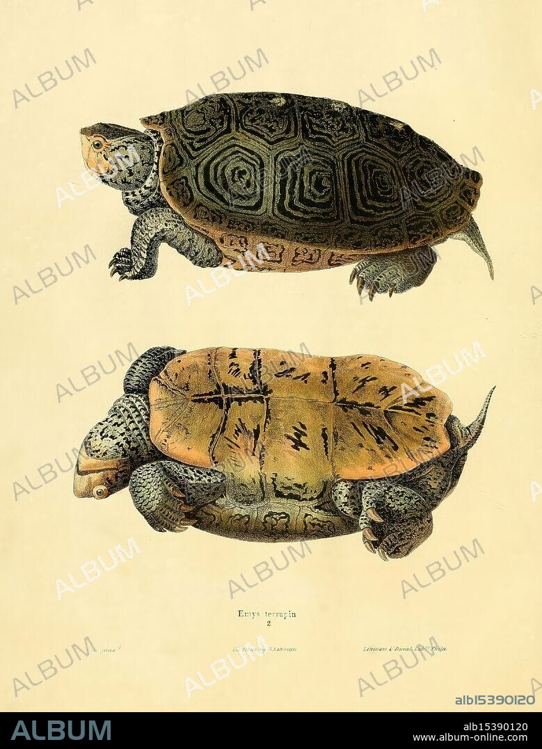 North American herpetology, v.2. Philadelphia, J. Dobson, 1836-1840, amphibians, reptiles, United States, terrapin, diamondback terrapin, Malaclemys terrapin, New World turtle, New World reptiles, herpetology, North America animal, North America turtle, northern diamondback terrapin, Malaclemys terrapin, Malaclemys terrapin terrapin, Deirochelyinae, Emydidae, Testudinoidea, Cryptodira, turtle, anapsid, reptile, This artwork features two detailed illustrations of the Emydinae family of turtles, showcasing both the dorsal (top) and ventral (bottom) views. The top turtle displays a beautifully patterned shell with intricate designs, highlighting its textured surface and the unique features of its head. The bottom turtle is presented in a way that emphasizes its flatter shell and the distinct patterns on its underside. The background is minimal, allowing the viewer to focus on the remarkable anatomical details and coloration of these reptiles, situated against a light backdrop that enhances their features. The piece captures the essence of the turtles in a scientifically inspired style.
