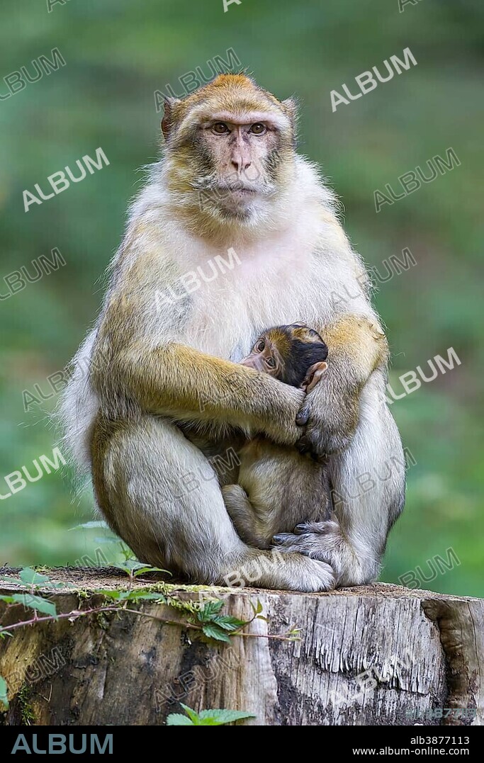 Barbary Macaque (Macaca sylvanus) adult female with young, 12 weeks, native to Morocco, captive, Rhineland-Palatinate, Germany, Europe.