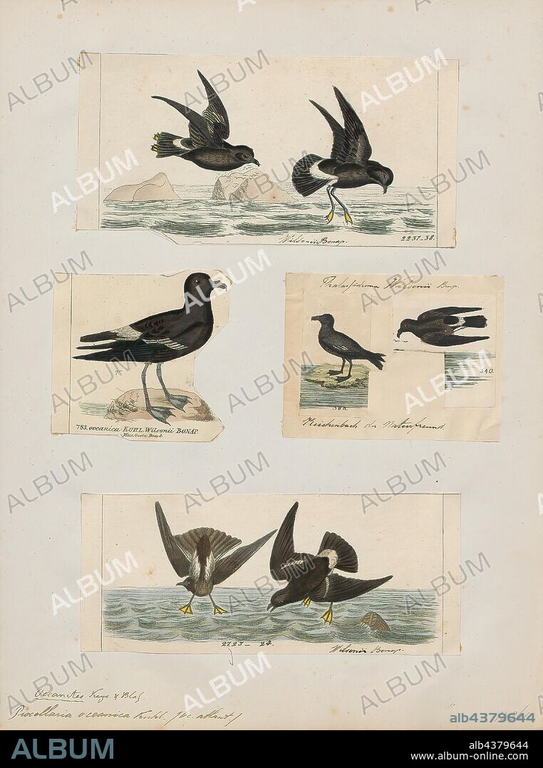 Procellaria oceanica, Print, Procellaria is a genus of Southern Ocean long-winged seabirds related to prions, and within the order Procellariiformes. The Black Petrel (Procellaria parkinsoni) ranges in the Pacific Ocean, and as far north as Central America. The Spectacled Petrel (Procellaria consicillata) is confined to the Atlantic Ocean, and the Westland Petrel (Procellaria westlandica) to the Pacific Ocean. The White-chinned (Procellaria aequincotialis) and Grey Petrel (Procellaria cinerea) range throughout the higher latitudes of the Southern Ocean., 1700-1880.