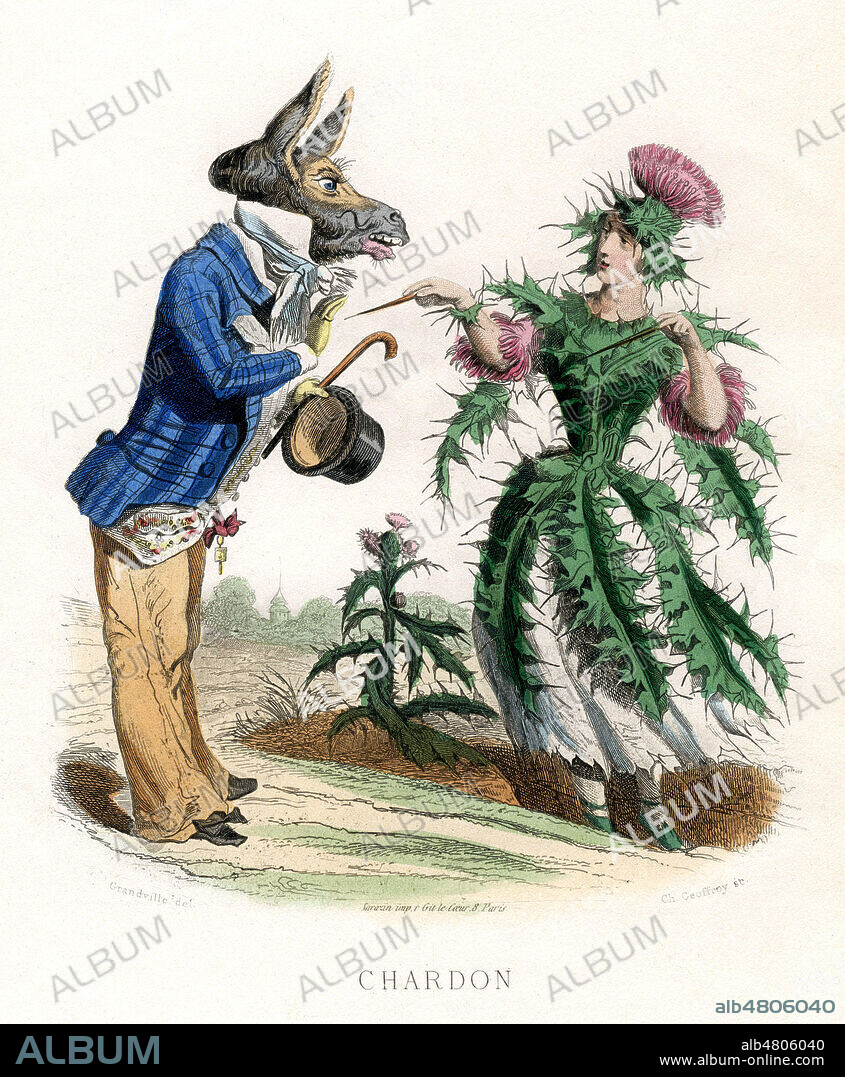 Chardon. Illustration de GRANDVILLE (1803-1847) pour Les Fleurs animees de Taxile DELORD (1815-1877). (Edition de 1867-La 1ere edition date de 1847). Credit : Collection Jonas/Kharbine-Tapabor.