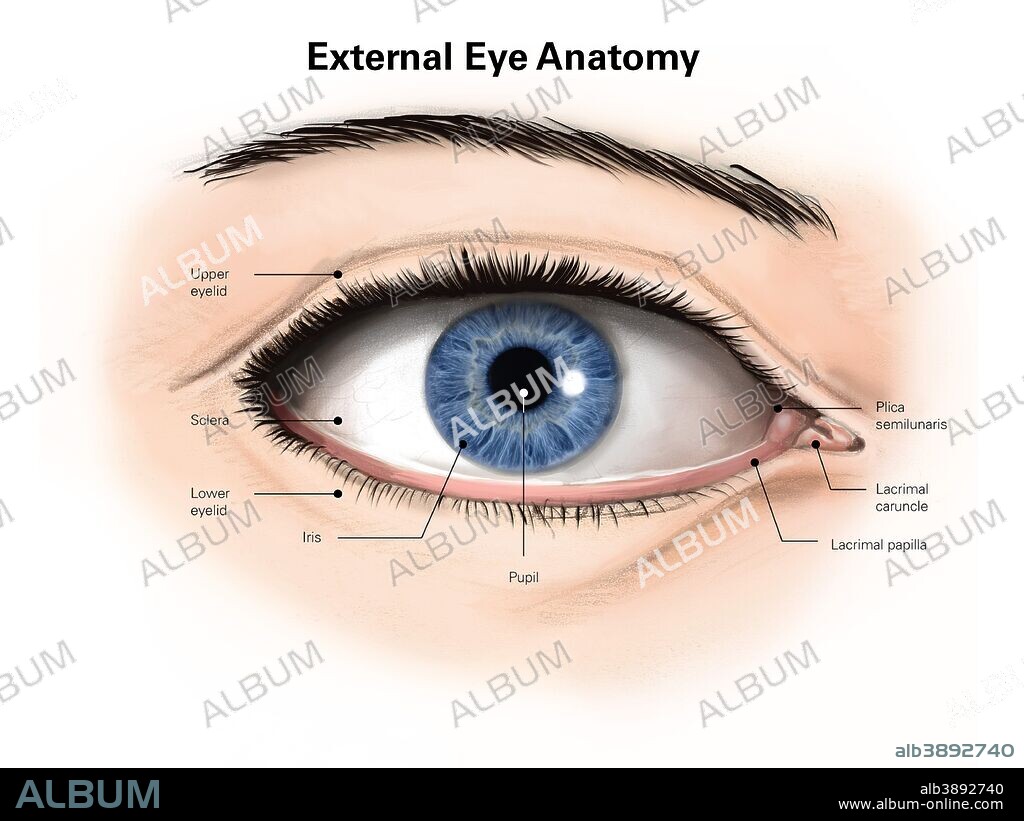 External anatomy of the human eye (with labels).