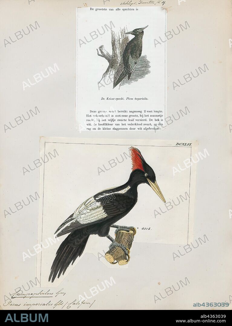 Campephilus imperialis, Print, The imperial woodpecker (Campephilus imperialis) is a species of bird, a member of the woodpecker family Picidae. The genus Campephilus is essentially a tropical one, embracing 13 species, including the imperial woodpecker. If it is not extinct, it is the world's largest woodpecker species, at 56–60 cm (22–23.5 in) long. Researchers have discovered that the imperial woodpecker has slow climbing strides and a fast wing-flap rate compared with other woodpeckers. Owing to its close taxonomic relationship, and its similarity in appearance, to the ivory-billed woodpecker, it is sometimes called the Mexican ivory-billed woodpecker, but this name is also used for the extant pale-billed woodpecker (Campephilus guatemalensis). The large and conspicuous bird has long been known to the native inhabitants of Mexico and was called cuauhtotomomi in Nahuatl, uagam by the Tepehuán, and cumecócari by the Tarahumara., 1700-1880.