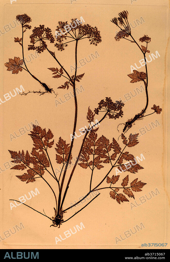 CONSTETIN VON ETTINGHAUSEN AND ALOIS POKORNY. Chaerophyllum hirsistum. Dated: 1856. Medium: nature print//dried & pressed plant is rolled between a copper & lead plate; lead plate is electroplated & printed intaglio.