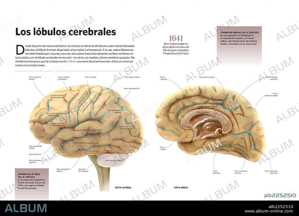 Los lóbulos cerebrales. Infografía acerca de los lóbulos cerebrales, las áreas en las que se divide la corteza cerebral.