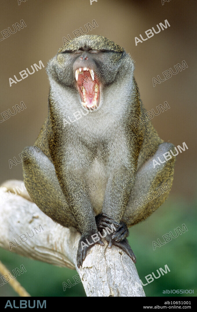 Allen's swamp monkey (Allenopithecus nigroviridis), native to the Congo River Basin in central Africa.
