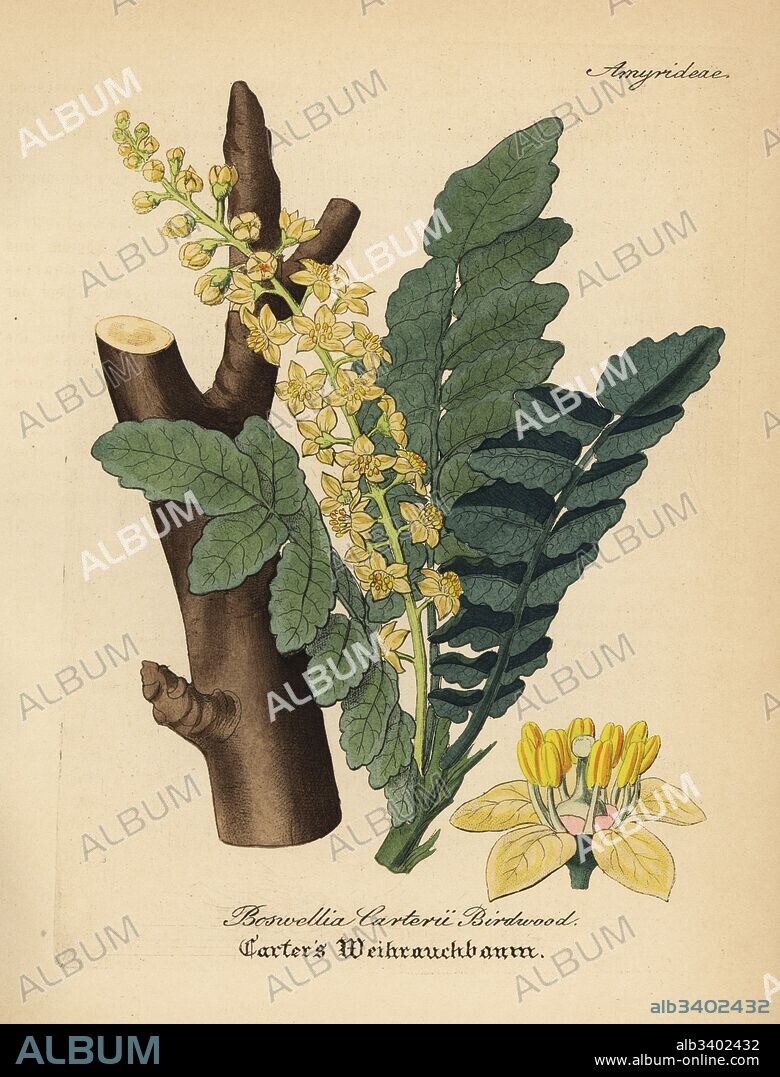 Frankincense or olibanum tree, Boswellia sacra (Boswellia carterii Birdwood). Handcoloured copperplate engraving from Dr. Willibald Artus' Hand-Atlas sammtlicher mediinisch-pharmaceutischer Gewachse, (Handbook of all medical-pharmaceutical plants), Jena, 1876.
