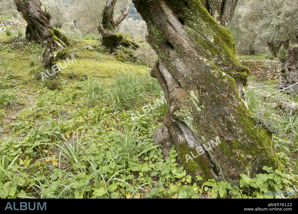 Olivar de Biniforani. Bunyola.Sierra de Tramuntana.Mallorca.Islas Baleares. España.
