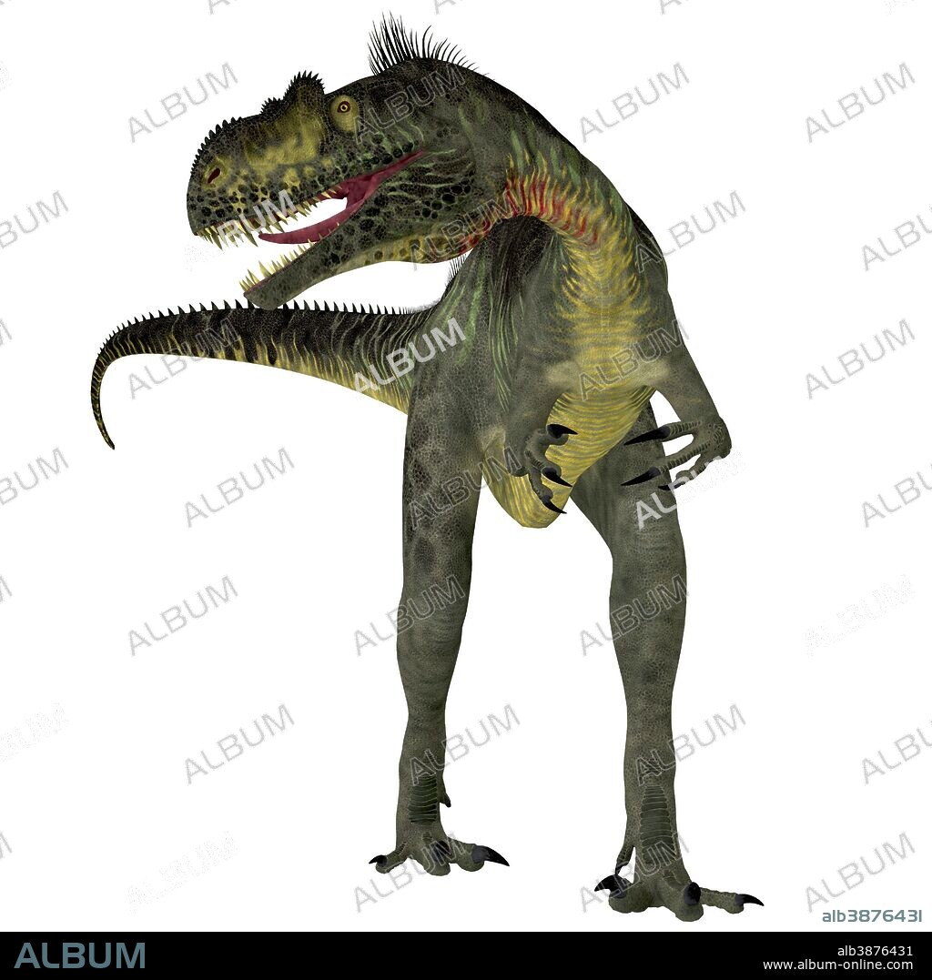 Megalosaurus dinosaur, front view. Megalosaurus was a large carnivorous theropod dinosaur that lived in the Jurassic Period of Europe.