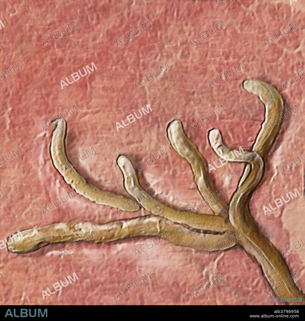 Visualisation of free nerve endings. Free nerve endings are sensory neurons that exist in most connective tissue in the body including skin, ligaments, muscle tissue, and in the cornea of the eye. These nerve endings detect temperature, pain, pressure and motion and can receive information from external or internal stimuli.
